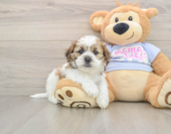 5 week old Teddy Bear Puppy For Sale - Simply Southern Pups