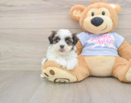 6 week old Teddy Bear Puppy For Sale - Simply Southern Pups