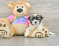 8 week old Teddy Bear Puppy For Sale - Simply Southern Pups