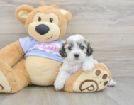 7 week old Teddy Bear Puppy For Sale - Simply Southern Pups