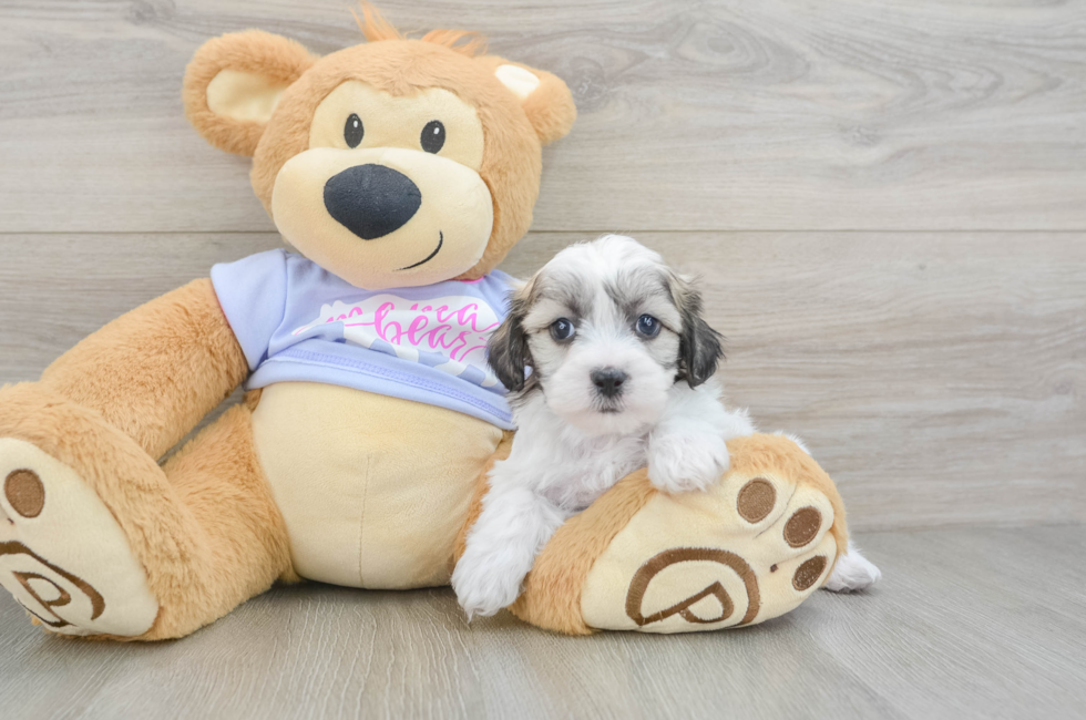 6 week old Teddy Bear Puppy For Sale - Simply Southern Pups