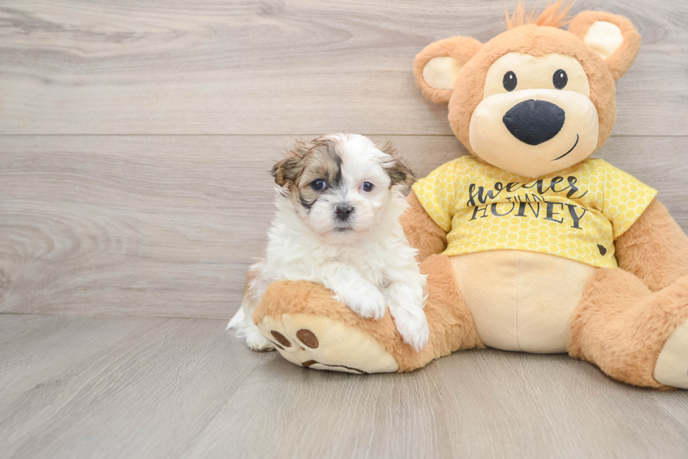 Best Teddy Bear Baby