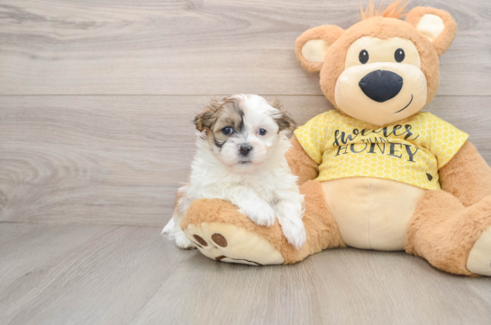 Best Teddy Bear Baby