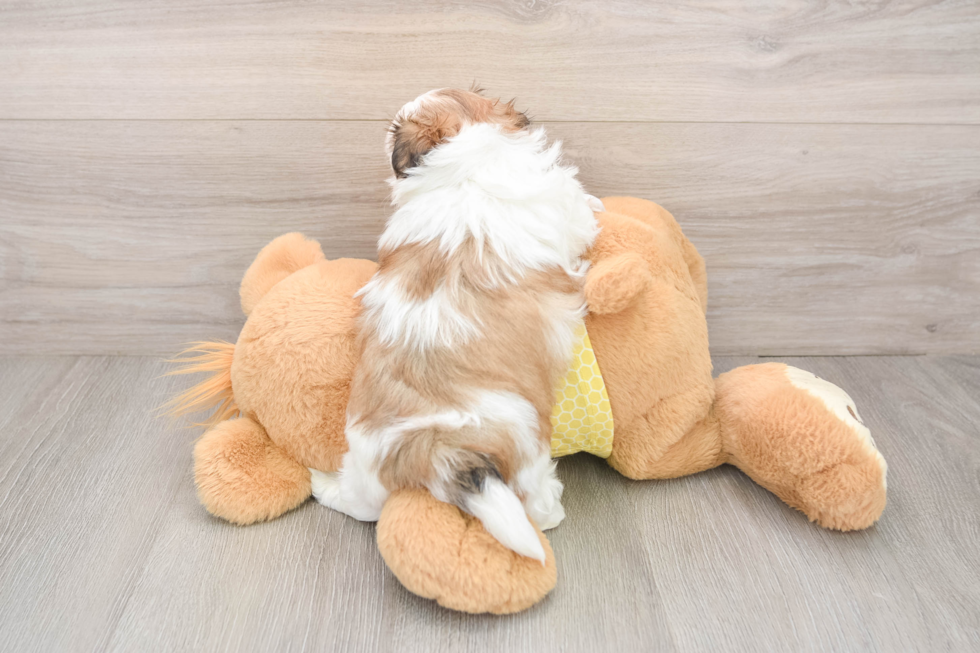 Hypoallergenic Shi Chon Designer Puppy