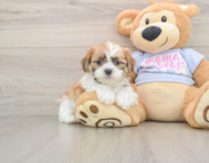 5 week old Teddy Bear Puppy For Sale - Simply Southern Pups