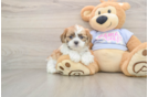 Teddy Bear Puppy for Adoption