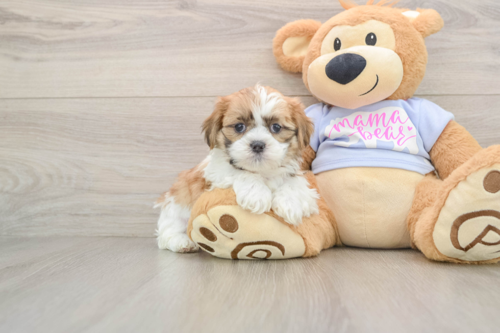 Teddy Bear Puppy for Adoption