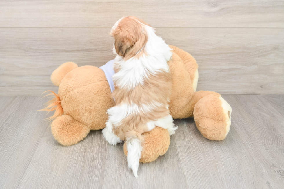 Small Teddy Bear Baby