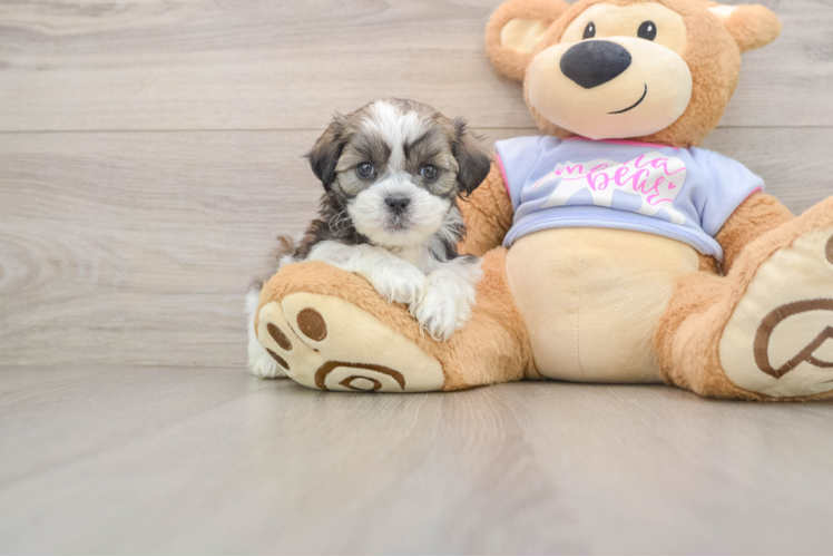 Playful Shit Designer Puppy