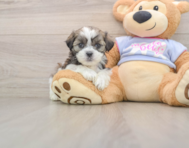 5 week old Teddy Bear Puppy For Sale - Simply Southern Pups