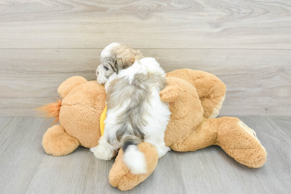 Teddy Bear Pup Being Cute