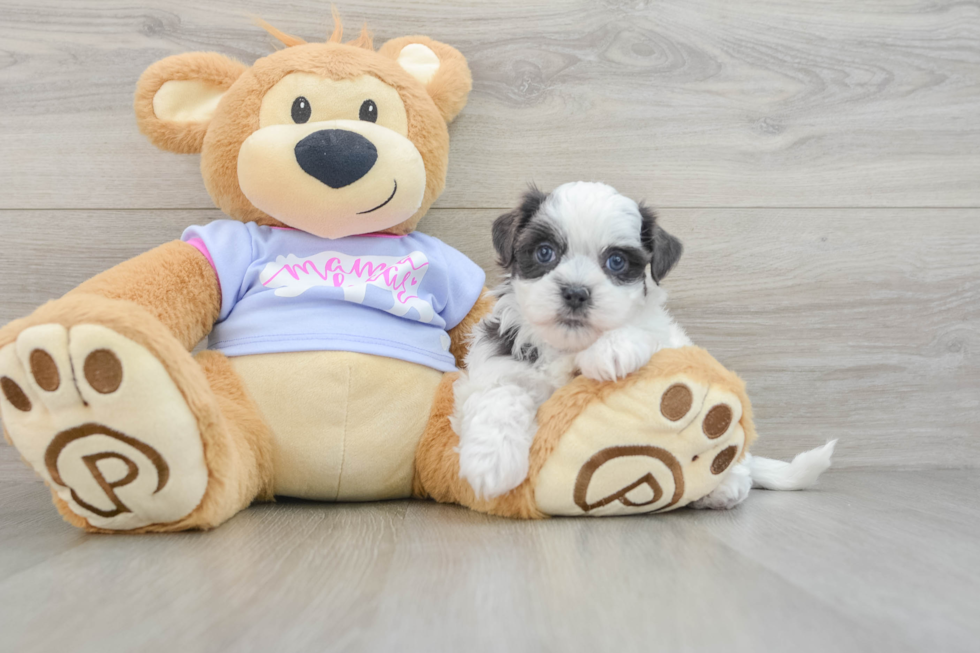 Smart Teddy Bear Designer Pup