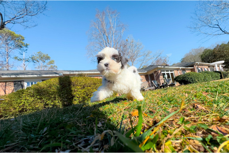 Teddy Bear Puppy for Adoption