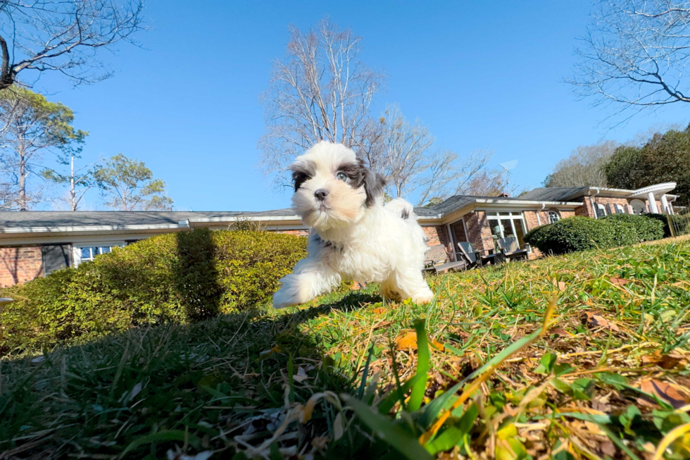 Teddy Bear Puppy for Adoption