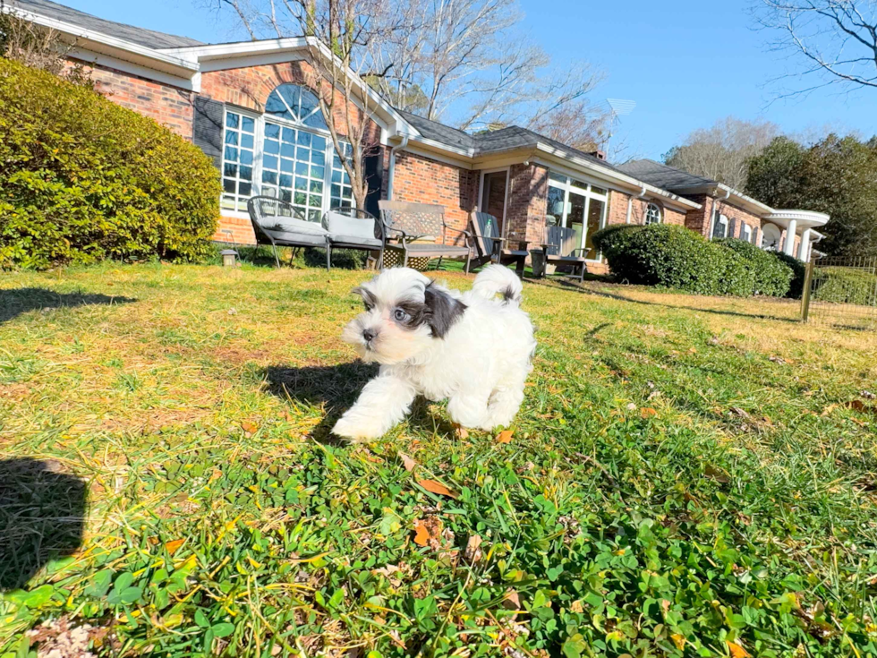 Cute Shi Chon Designer Puppy
