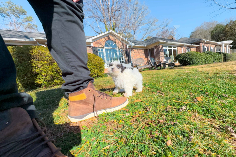 Teddy Bear Puppy for Adoption