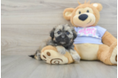 Best Teddy Bear Baby