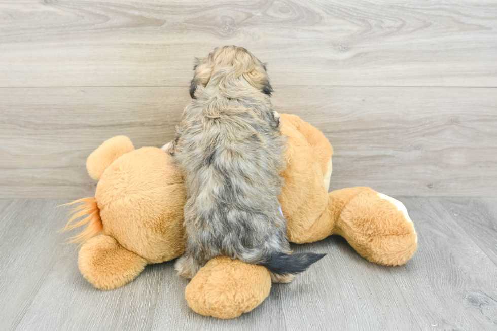 Teddy Bear Pup Being Cute