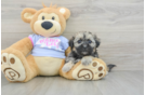 Teddy Bear Puppy for Adoption