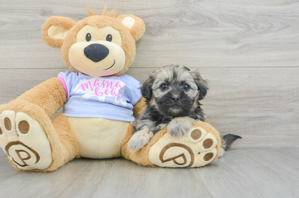 6 week old Teddy Bear Puppy For Sale - Simply Southern Pups