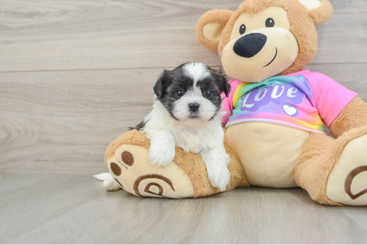 Best Teddy Bear Baby