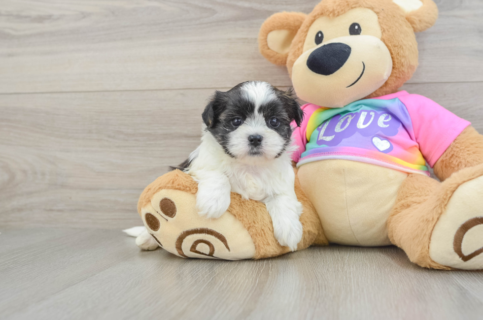 5 week old Teddy Bear Puppy For Sale - Simply Southern Pups