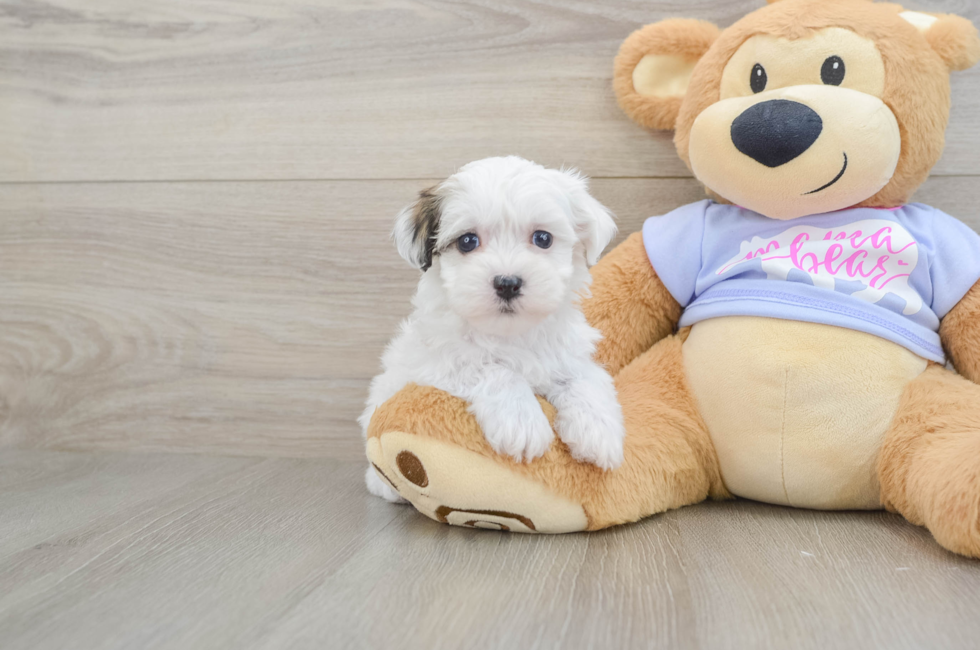 6 week old Teddy Bear Puppy For Sale - Simply Southern Pups