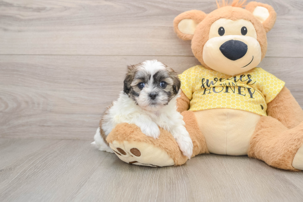 Adorable Shitzu Designer Puppy