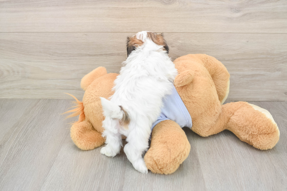 Playful Shichon Designer Puppy