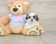 7 week old Teddy Bear Puppy For Sale - Simply Southern Pups