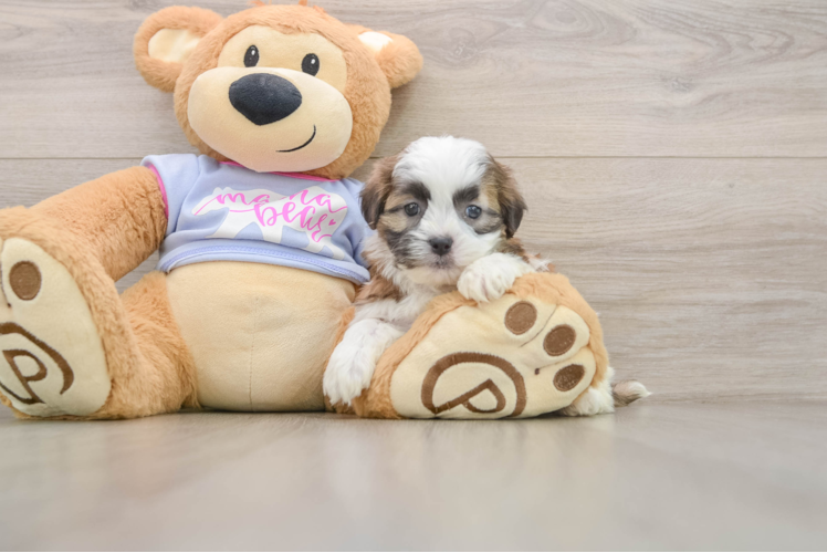 Cute Teddy Bear Baby
