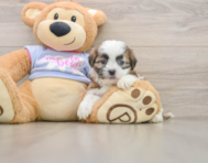 5 week old Teddy Bear Puppy For Sale - Simply Southern Pups