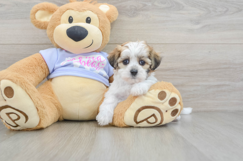 6 week old Teddy Bear Puppy For Sale - Simply Southern Pups