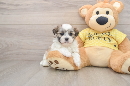 Friendly Teddy Bear Baby