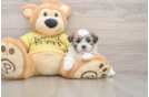 Funny Teddy Bear Designer Pup