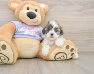 5 week old Teddy Bear Puppy For Sale - Simply Southern Pups