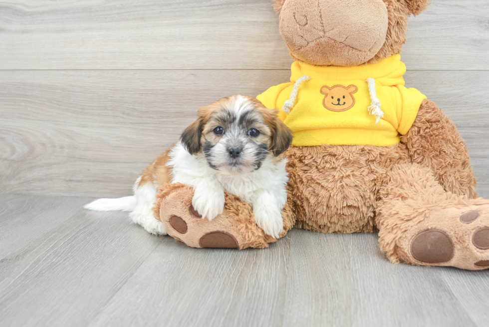 toy teddy bear puppies for sale