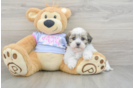 Petite Teddy Bear Designer Pup