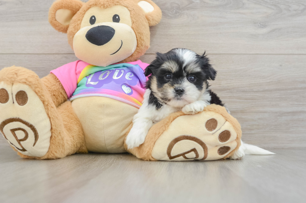 5 week old Teddy Bear Puppy For Sale - Simply Southern Pups