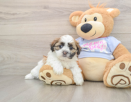 5 week old Teddy Bear Puppy For Sale - Simply Southern Pups
