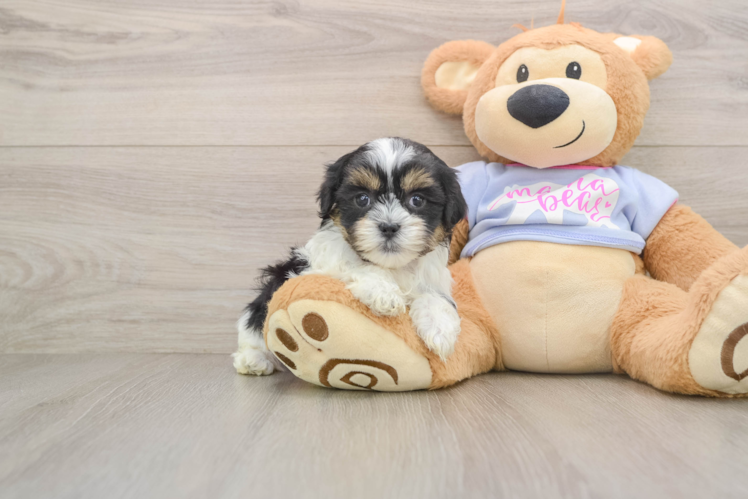 Hypoallergenic Shichon Designer Puppy