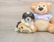 5 week old Teddy Bear Puppy For Sale - Simply Southern Pups