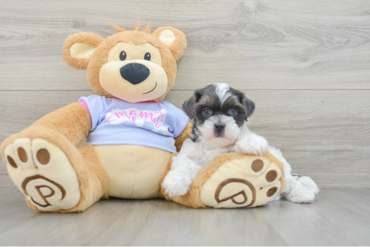Friendly Teddy Bear Baby