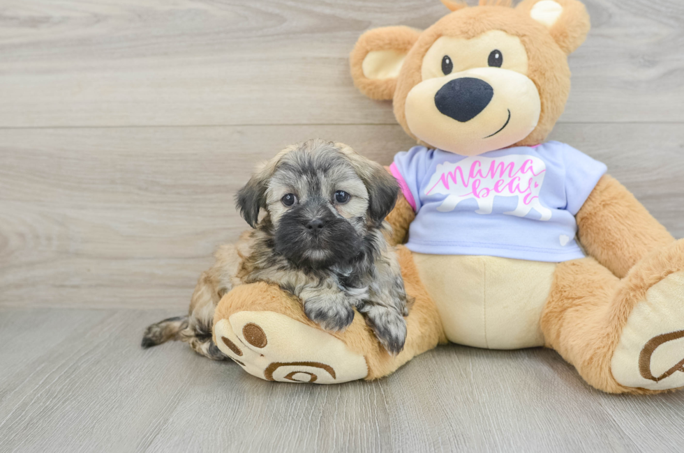 6 week old Teddy Bear Puppy For Sale - Simply Southern Pups