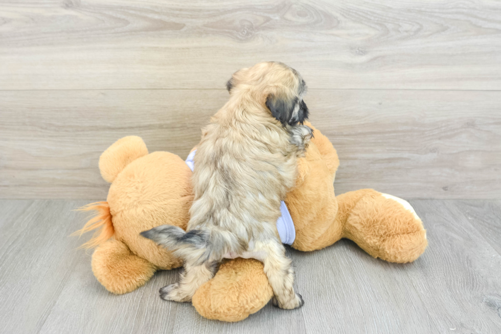 Petite Teddy Bear Designer Pup