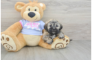 Petite Teddy Bear Designer Pup