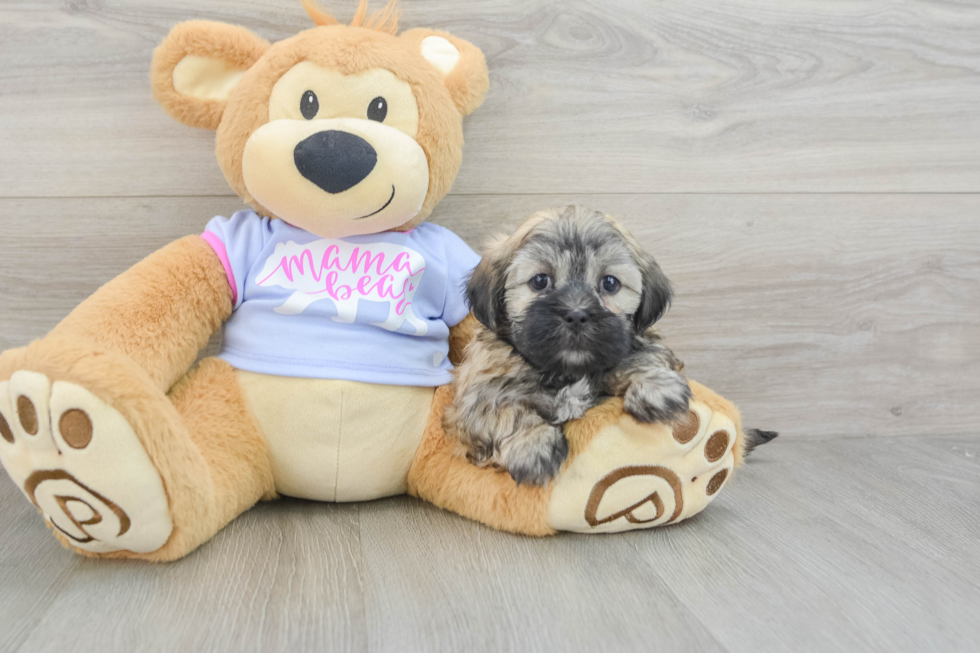 Petite Teddy Bear Designer Pup