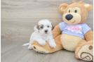 Teddy Bear Pup Being Cute