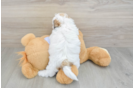 Smart Teddy Bear Designer Pup