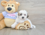 9 week old Teddy Bear Puppy For Sale - Simply Southern Pups